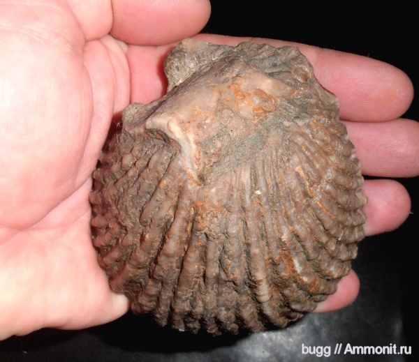 мел, двустворки, Chlamys, Крым, Chlamys goldfussi, Cretaceous