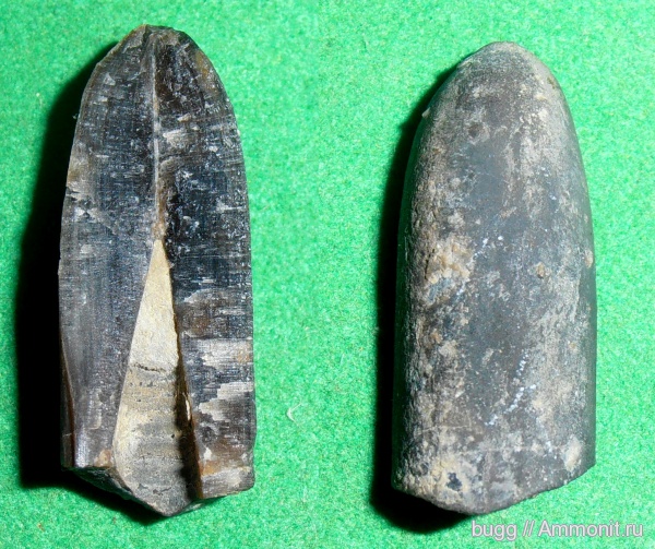 белемниты, юра, Балаклава, Jurassic, belemnites