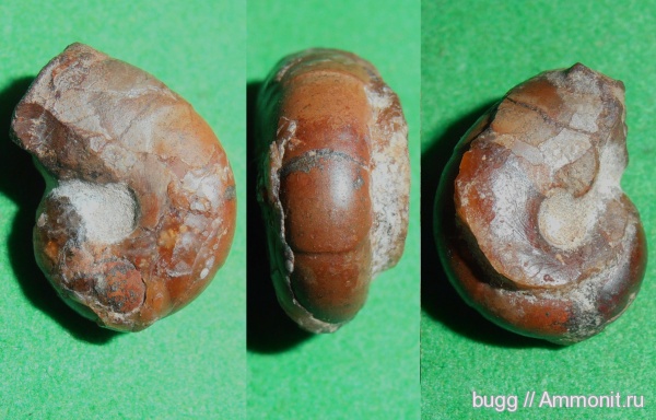 аммониты, юра, Ammonites, Балаклава, Phylloceratidae, Золотой пляж, Jurassic