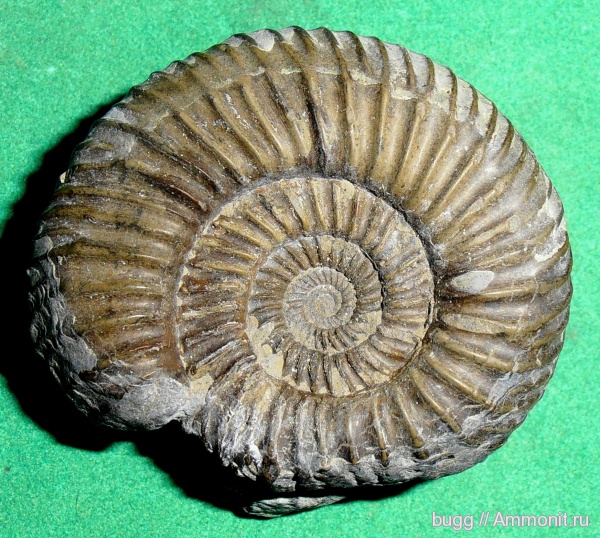 аммониты, Parkinsonia, Ammonites