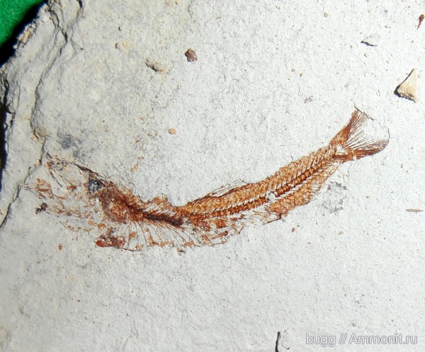 неоген, рыбы, Керчь, fish