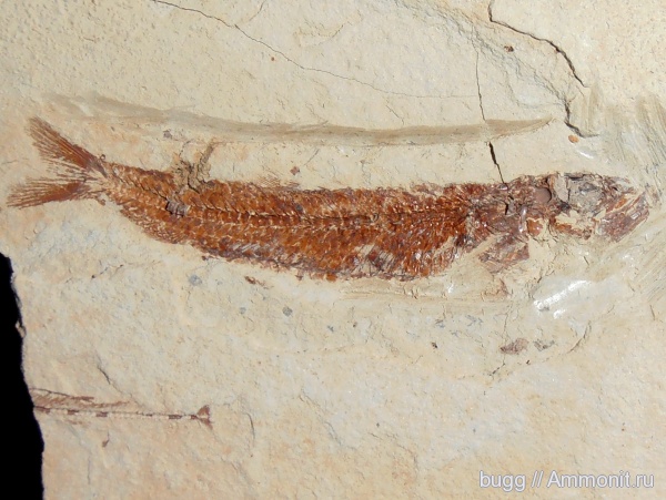 неоген, рыбы, Керчь, fish