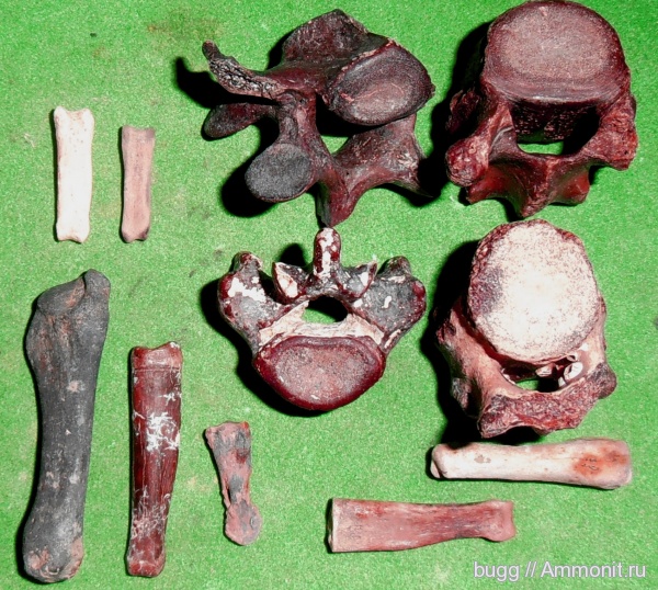 позвонки, тюлени