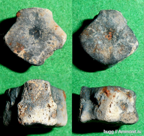 неоген, Керчь