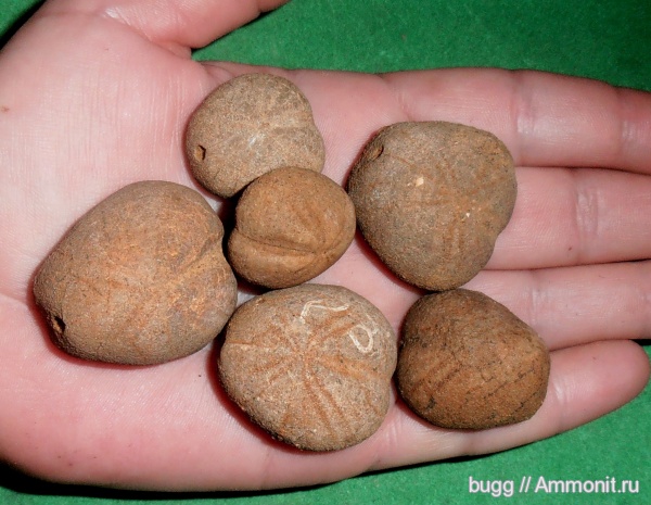 морские ежи, мел, готерив, Toxaster, Toxaster retusus, Научный, Hauterivian, Cretaceous, нижний готерив