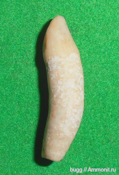 неоген, дельфины, Севастополь