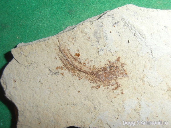 неоген, рыбы, fish