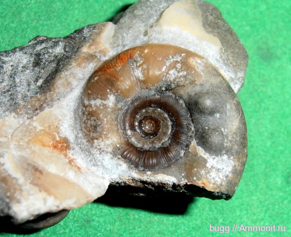 аммониты, альб, Крым, Ammonites, Балаклава, Kossmatella, Albian, верхний альб