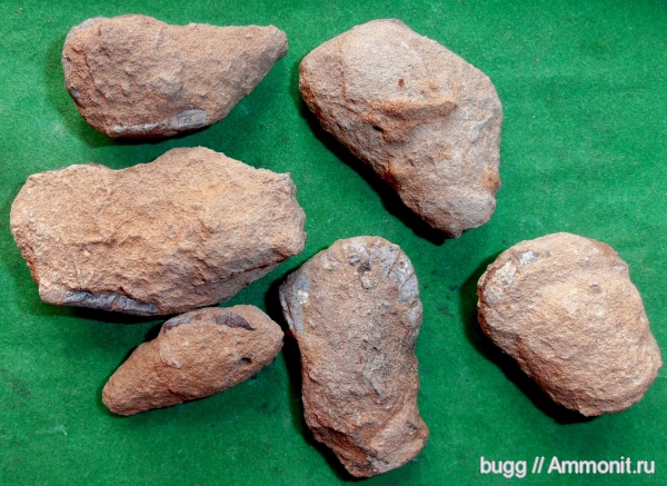 мел, членистоногие, раки, готерив, Hoploparia, Hauterivian, Cretaceous, нижний готерив, Hoploparia dentata