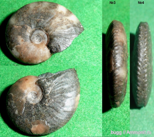 аммониты, альб, Крым, Ammonites, Anahoplites planus, Anahoplites, Albian, верхний альб