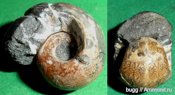 аммониты, Jaubertella, Ammonites, Jaubertella latericarinata, р. Курджипс