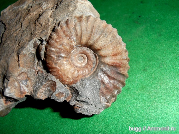 аммониты, апт, Ammonites, Дагестан, Parahoplites, Aptian