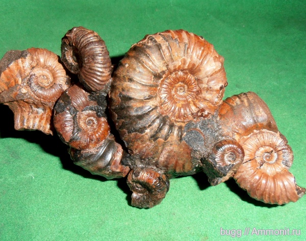 аммониты, апт, Ammonites, Acanthohoplites, Aptian