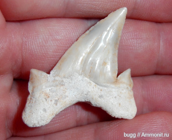 акулы, зубы акул, Otodus obliquus, shark teeth, sharks
