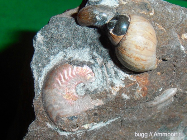 апт, прижизненные повреждения, Aconeceras, р. Курджипс, Aptian