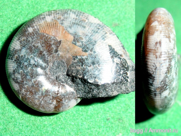 аммониты, апт, Euphylloceras, Ammonites, лопастные линии, р. Курджипс, Aptian