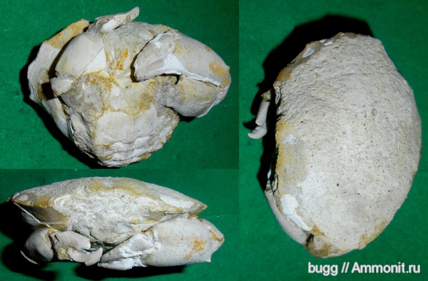 палеоген, Крым, Xanthopsis, крабы