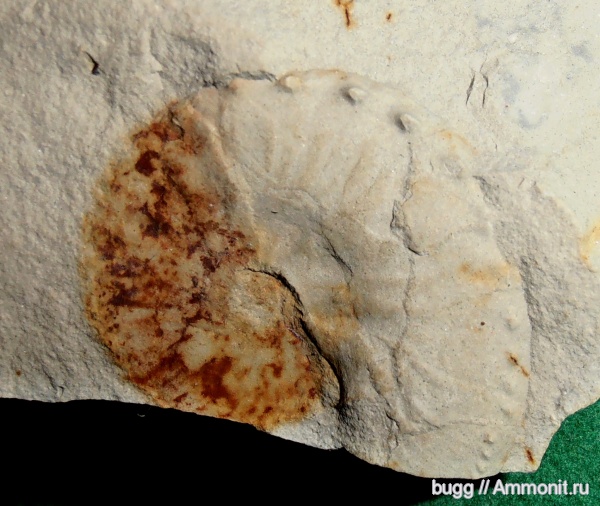 аммониты, Крым, Hoploscaphites