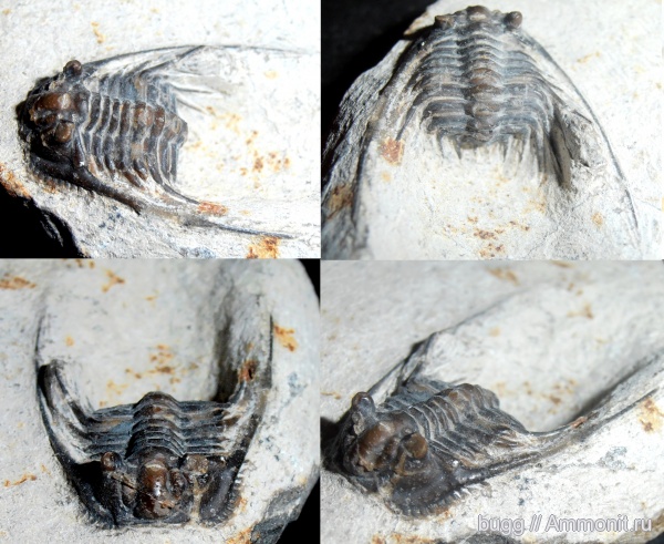 трилобиты, Марокко, Leonaspis