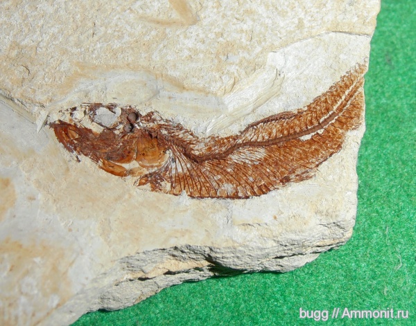 неоген, рыбы, Керчь, fish