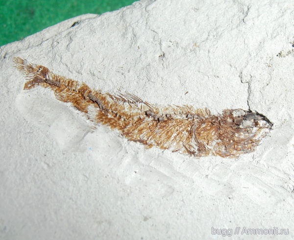 неоген, рыбы, Керчь, fish