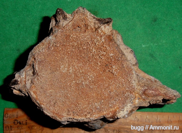 неоген, киты, Керчь