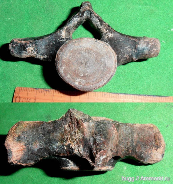 неоген, Керчь