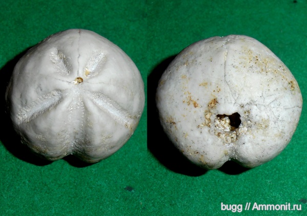 морские ежи, палеоген, Инкерман, Linthia