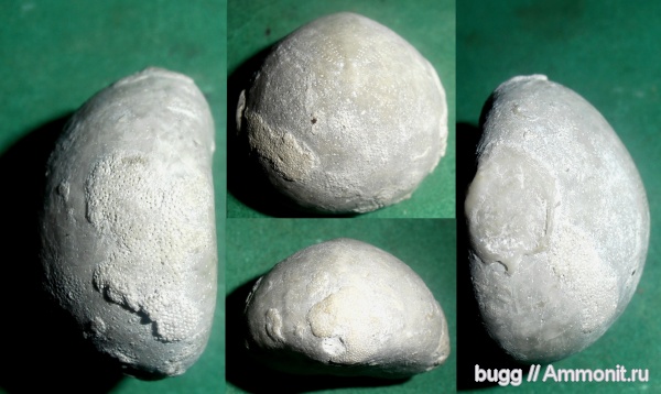 морские ежи, маастрихт, Крым, Echinocorys