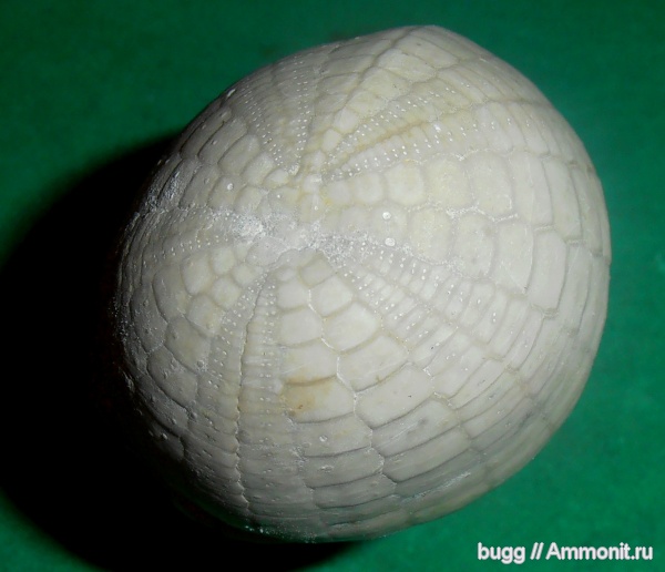 морские ежи, маастрихт, Крым, Echinocorys, Белогорский район