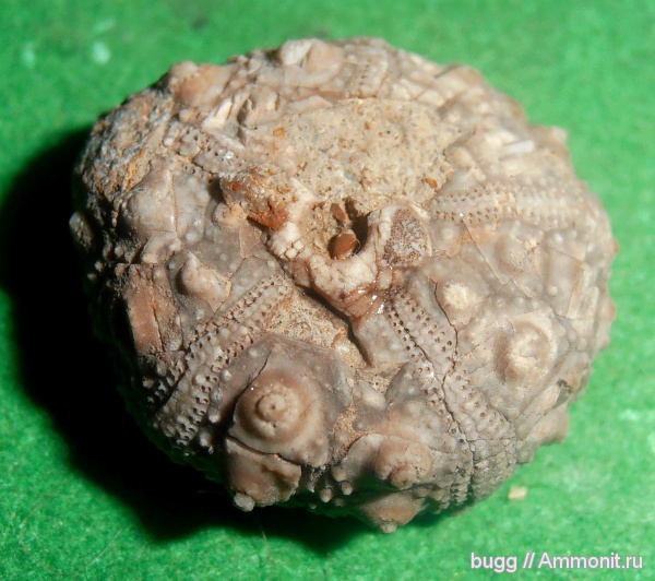 морские ежи, мел, берриас, Крым, Pseudocidaris