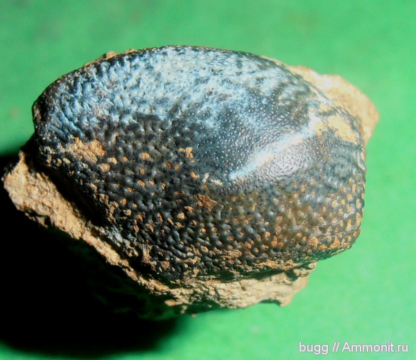 мел, акулы, нижний мел, берриас, Крым, Asteracanthus, кабаний лог