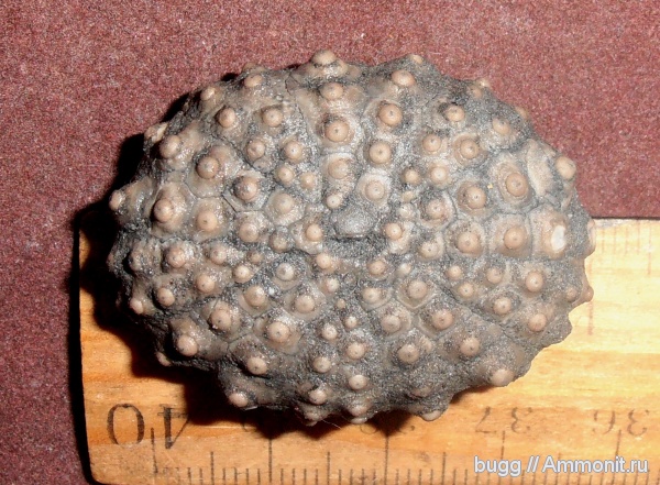 морские ежи, берриас, Крым, Acrocidaris, Балаклавский карьер