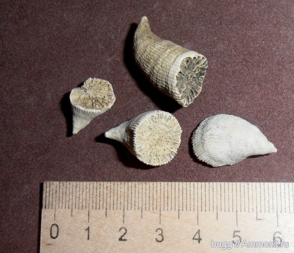 кораллы, маастрихт, Крым, Белогорск