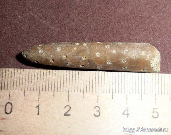 белемниты, мел, маастрихт, Крым, Белогорск