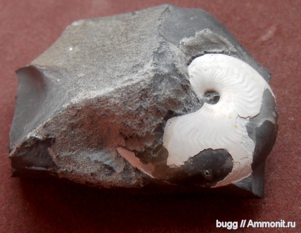 аммониты, апт, Aconeceras, устье, Саратовская область