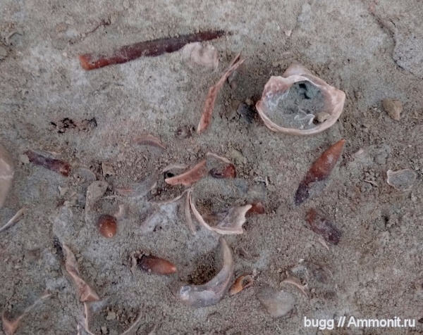 белемниты, мел, маастрихт, Крым