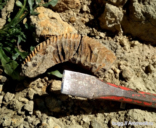 аммониты, мел, берриас, Крым, Tauricoceras