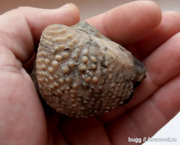 мел, берриас, Myophorella, Крым, тригонии, Куйбышево