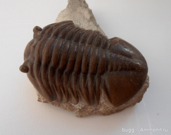 трилобиты, Asaphus, Asaphus expansus