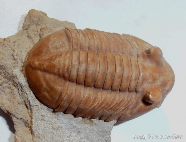 трилобиты, ордовик, Asaphus, Asaphus bottnicus