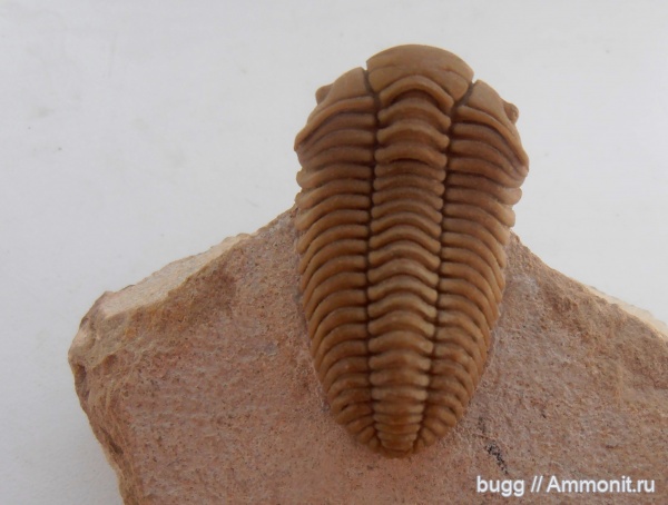 трилобиты, ордовик, Pliomera fischeri