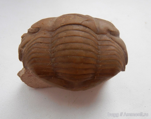 трилобиты, ордовик, Illaenus, Волхов