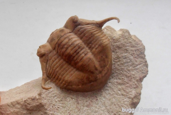 трилобиты, ордовик, Illaenus, Illaenus tauricornis, Волхов