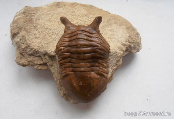 трилобиты, ордовик, Asaphus, Asaphus punctatus, Волхов