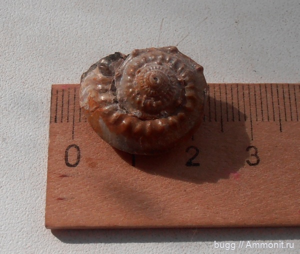 гастроподы, апт, Nummogaultina dentata, р. Курджипс