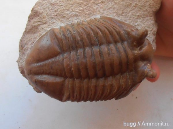 трилобиты, ордовик, Asaphus, Asaphus holmi