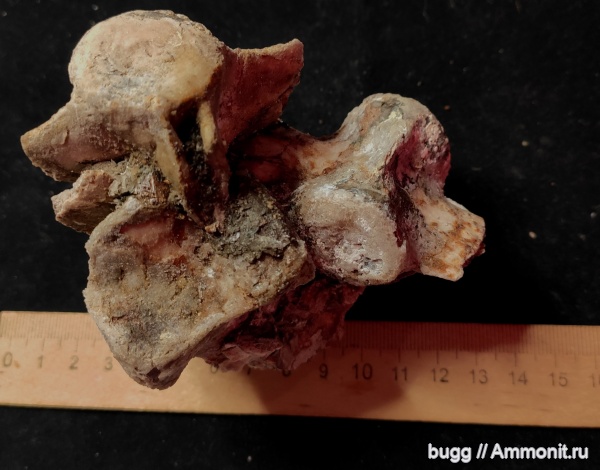 неоген, позвоночные, позвонки, дельфины, Керчь