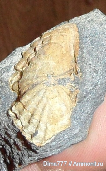 брахиоподы, мел, мезозой, Приморский край, Южное Приморье, Cretaceous