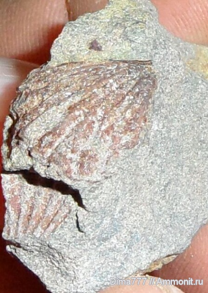 брахиоподы, мезозой, Приморский край, Южное Приморье